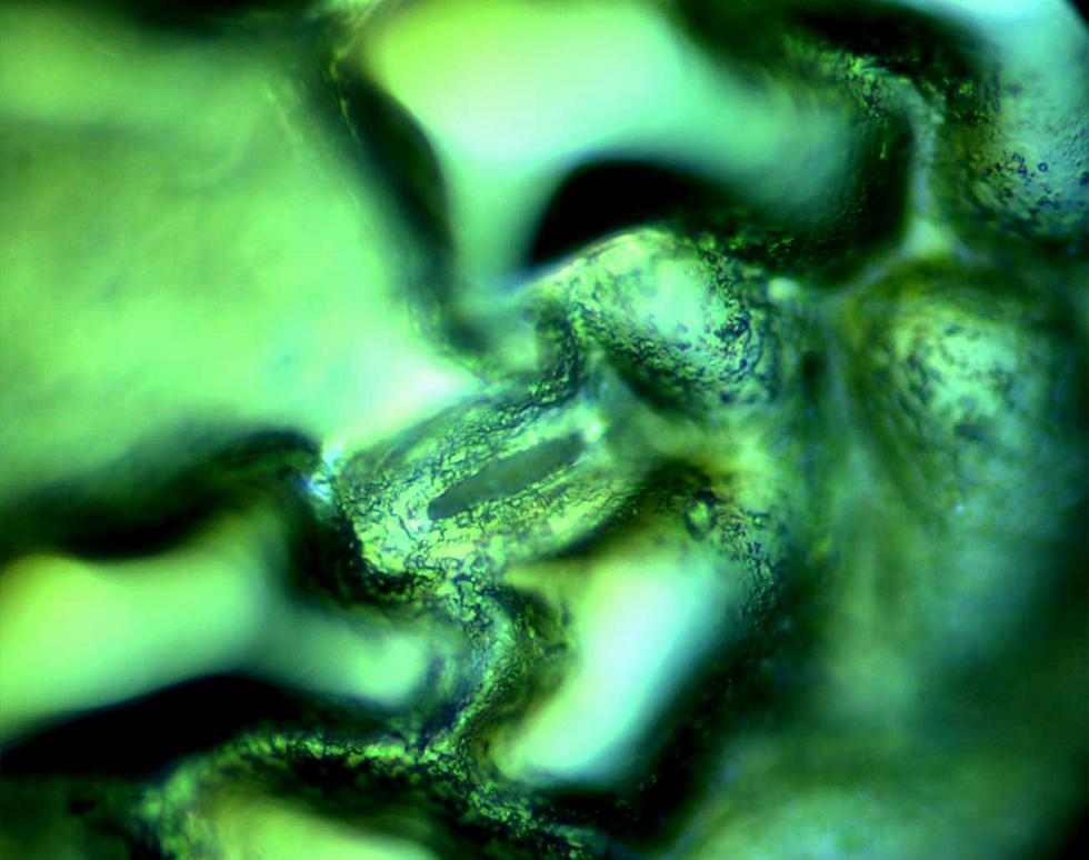 Leaf Surface Bacteria - Jenny Warner